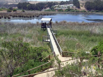 boletín Ornitológico Aves Chile