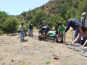 Especies chilenas que fueron decomisadas por tenencia ilegal durante la primera quincena de enero del 2011