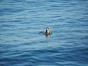 Ballenas francas observadas en Santo Domingo y Boca del Rapel