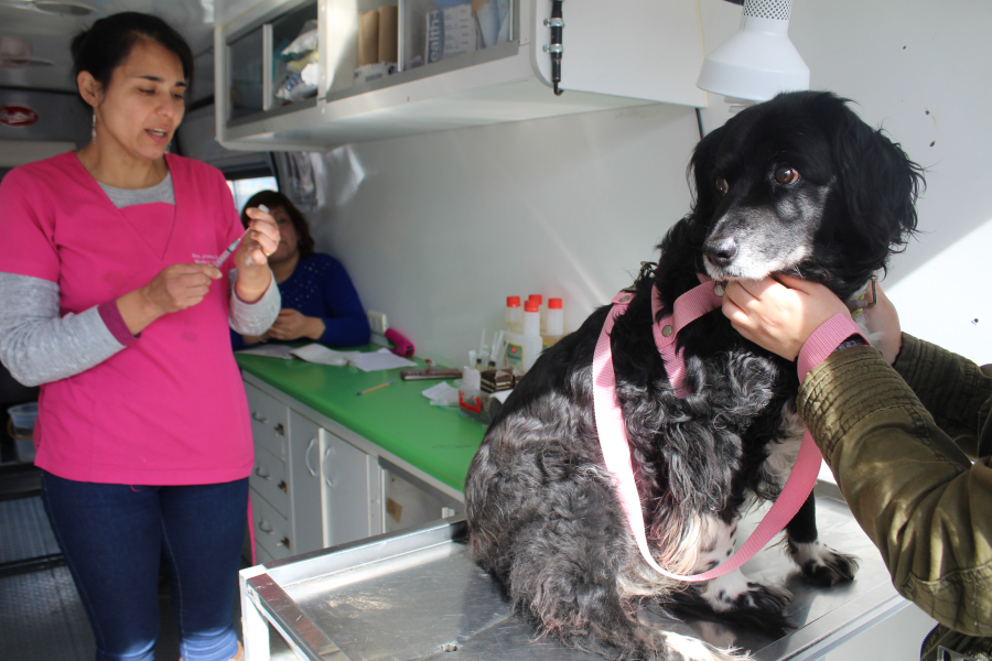 Municipio lanza campaña de tenencia responsable de mascotas