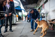 Municipio realizar&aacute; catastro y operativos sanitarios para perros que viven y transitan por el Terminal de Buses de San Antonio