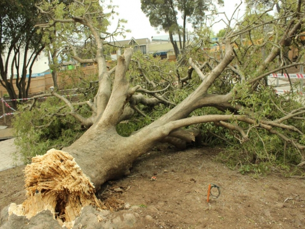 Producto de un hongo, emblem&aacute;tico Omb&uacute; de la Plaza de Llolleo colapso